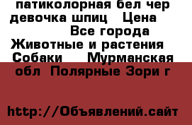 патиколорная бел/чер девочка шпиц › Цена ­ 15 000 - Все города Животные и растения » Собаки   . Мурманская обл.,Полярные Зори г.